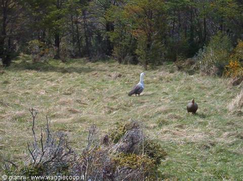 Pair of quoquenes.