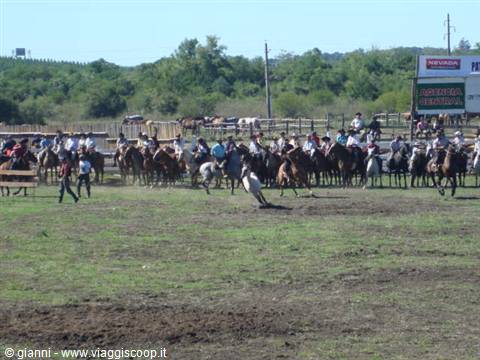 Trial with the foals.