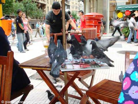 Pigeons in Calle Florida.