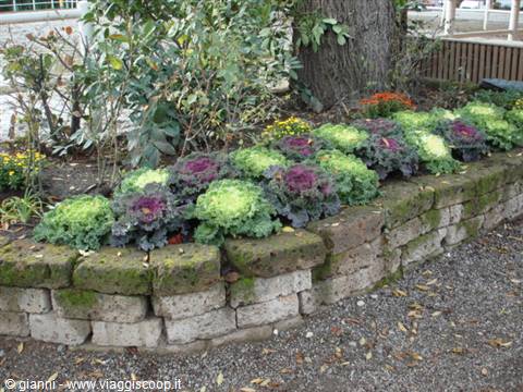 Purple and green ornamental kale in a mossy stone flower bed