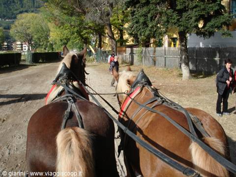 Two harnessed horses walk down a dirt road among trees