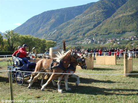 Draft horses pulling carriage with barrels, mountains and village in Vinschgau valley