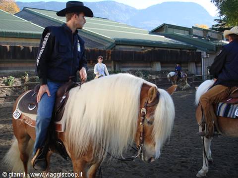 Rider in cowboy hat on Haflinger horse at stable arena with green roofs