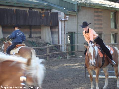 Riders in cowboy hats on haflinger horses in a riding arena