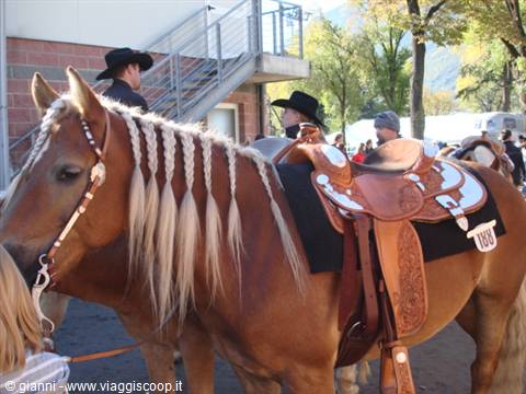 Horse with braided mane and western saddle among cowboys at event