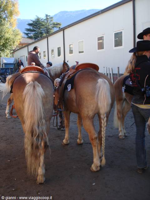Haflinger horses with braided tails and saddles near stables