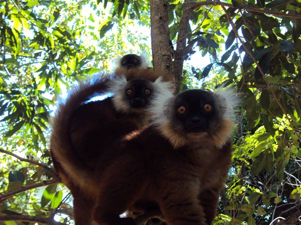 makako lemurs