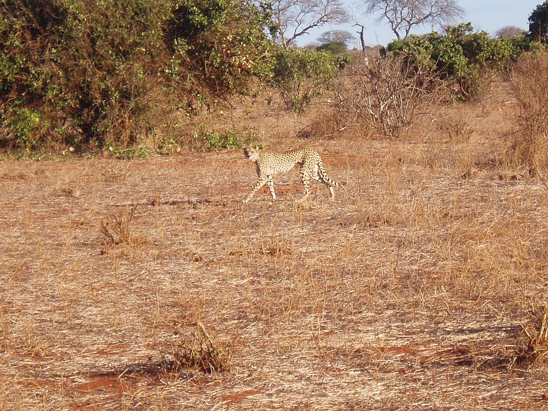 cheetah