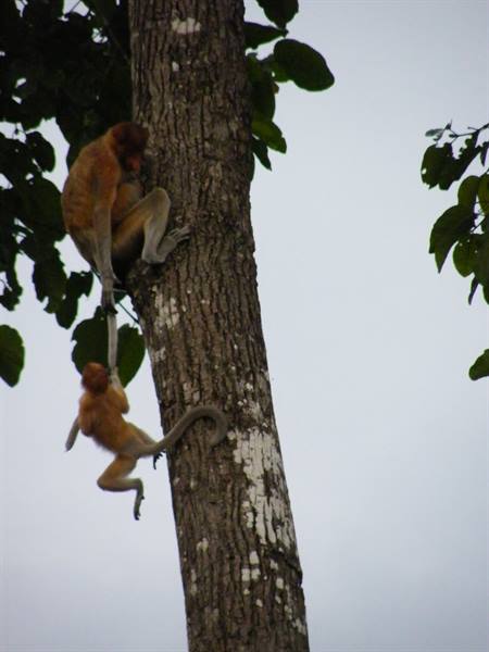 Proboscis monkeys on trunk: mother gripping her baby's hand, overcast light