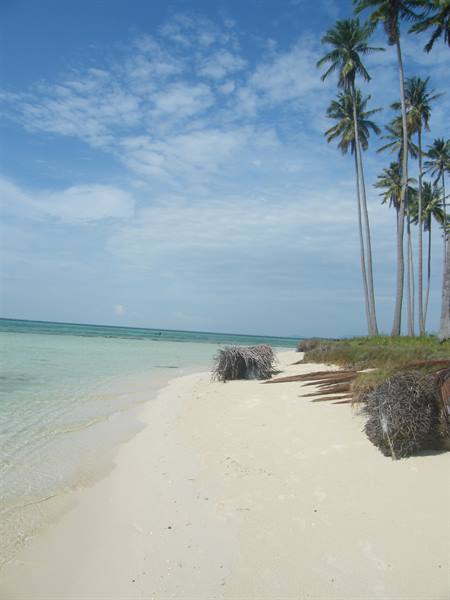 White sand beach, leaning palm trees and exposed roots under cloudy sky