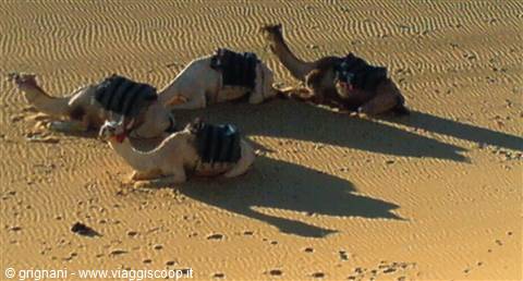Camel ride