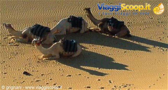 Camel ride