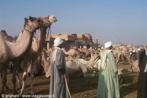 Camel Market