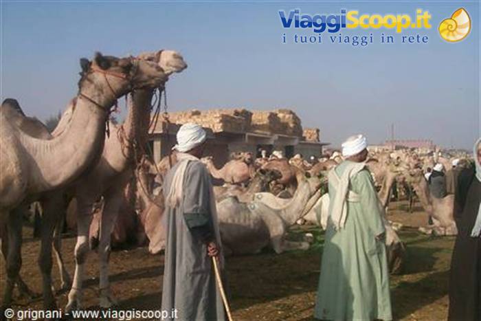 Camel Market