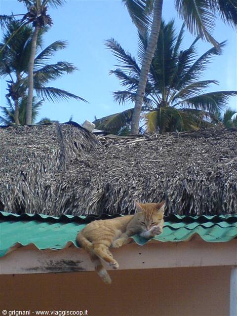 Cortecito Cat on the roof