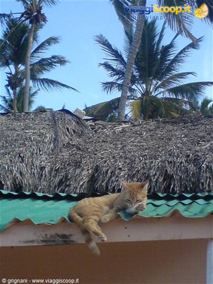 Cortecito Cat on the roof