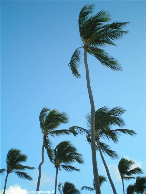 Cortecito - Palms