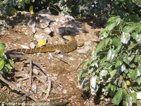 An iguana (I think, correct me if I'm wrong) on the banks of the Nile