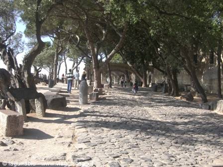Visitors walk along ancient stone-paved road shaded by pine trees