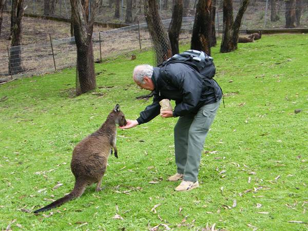 Feeding the wallabies