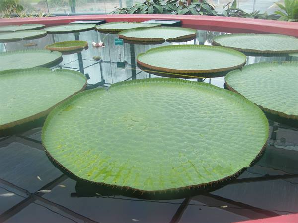 Very rare flower: Victoria amazonica