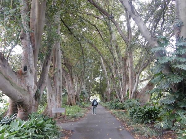 Avenue of Ficus Macrophylla