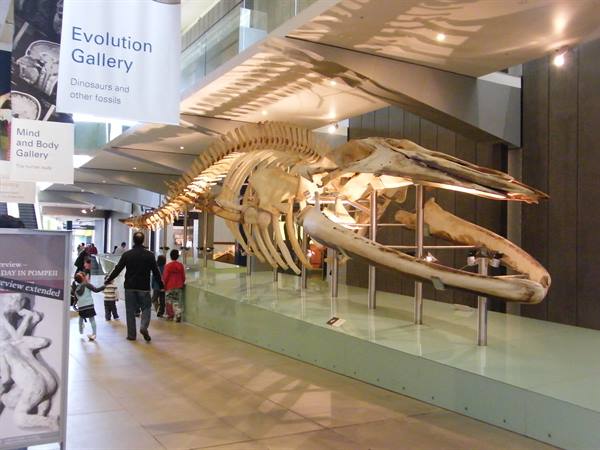 The whale skeleton in the Museum