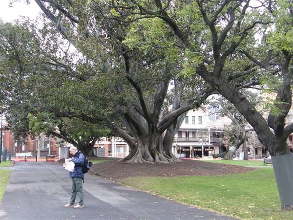 Carlton Garden