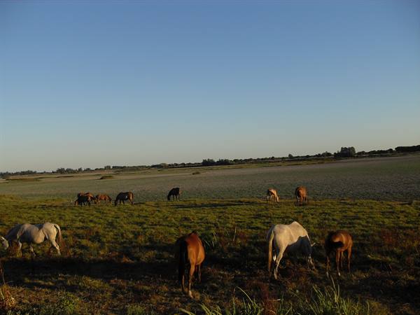 horses grazing