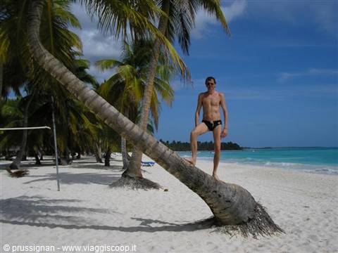 palm trees in Saona