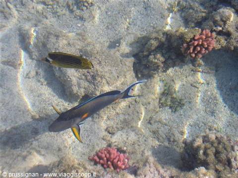 Surgeonfish and butterflyfish swim among pink corals on sandy seabed