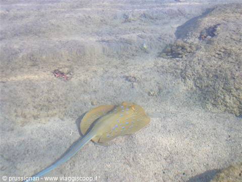 Bluespotted stingray swims over sandy seabed, clear shallow water, rocky reef