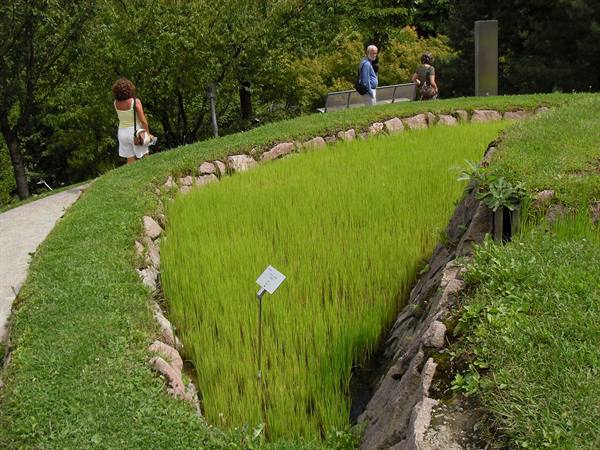 rice farming