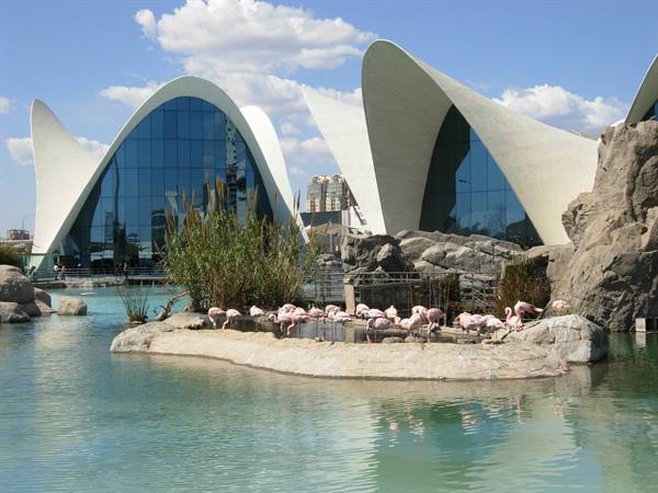 Flamingos on rocks in the lagoon of Valencia's Oceanogràfic, white shell roofs