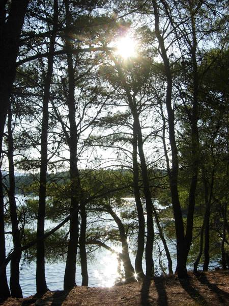 Sun through tall pines by the shore, sparkling reflection on calm water