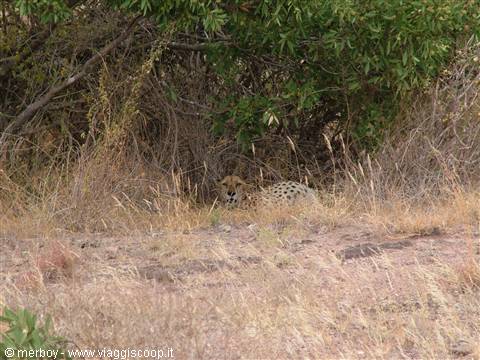 Safari - Tsavo East