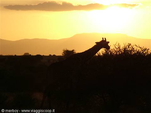 Safari - Tsavo East