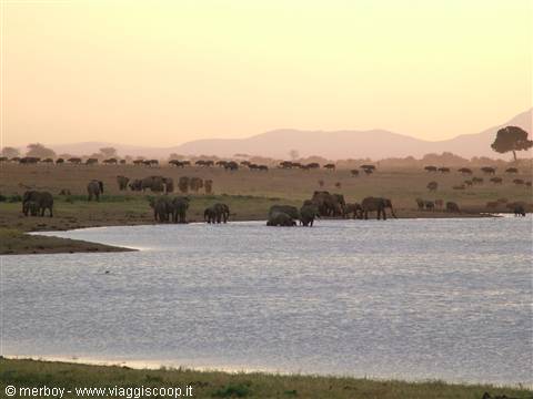 Safari - Tsavo East