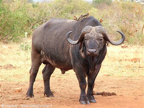 Safari - Tsavo East