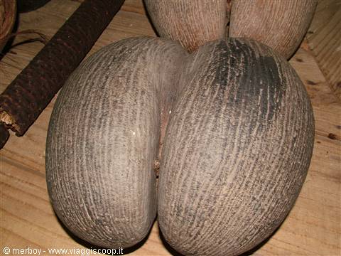 Coco de Mer seed
