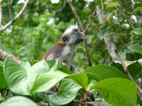 Red monkey