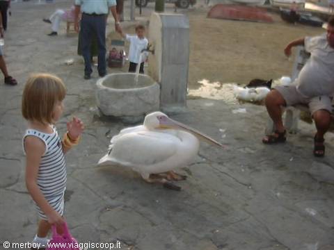 Pelican in Mykonos