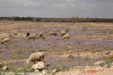 Flock of sheep grazing among purple flowers in the Tunisian countryside