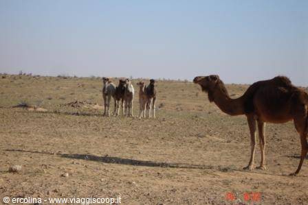  The baby camels