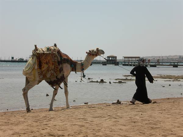 Man in black robes leads a saddled camel along the sandy beach by the pier