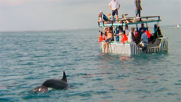 Meeting the dolphins