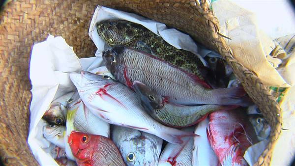 Fish on the beach