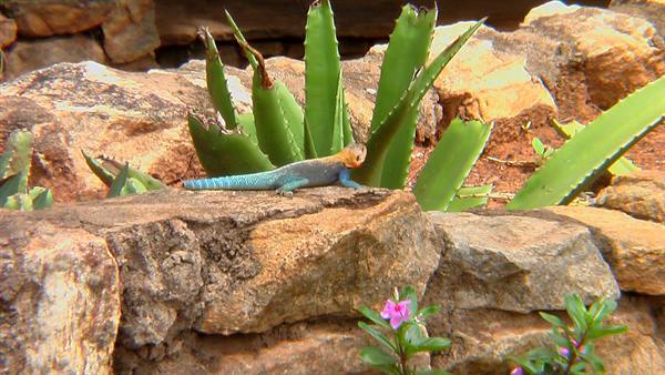Tsavo East: little lizard