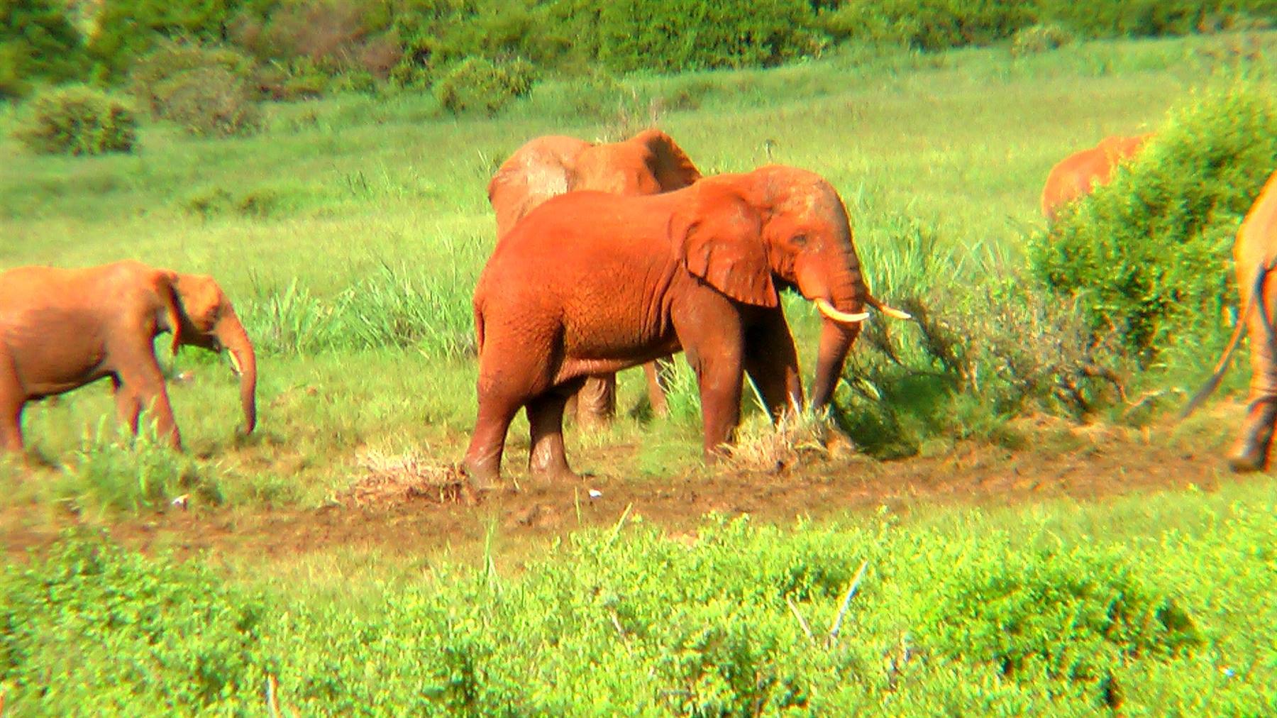 Tsavo East: Elephants
