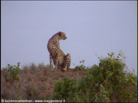 Tsavo East: Leopard on the lookout